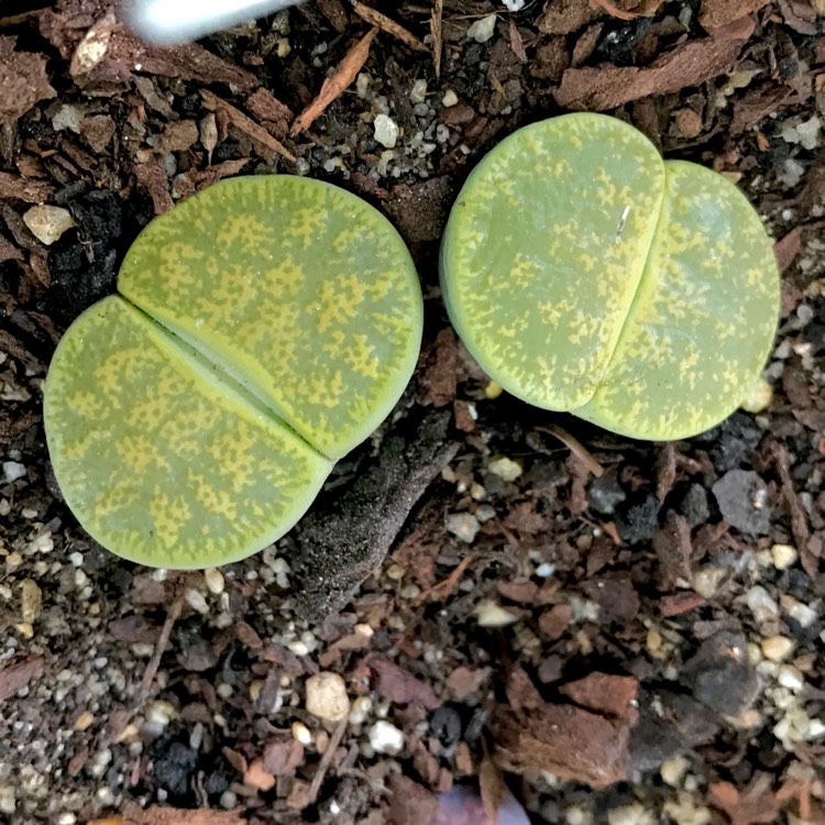 Plant image Lithops Lesliei Albinica