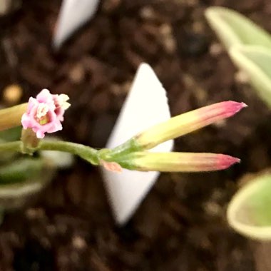 Adromischus Hemisphaericus