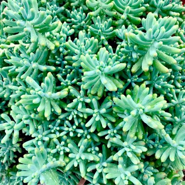 Sedum pachyphyllum