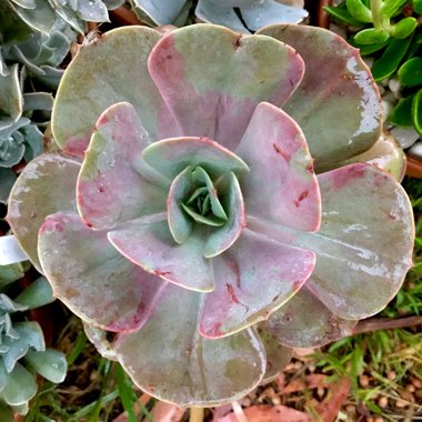 Echeveria Lolita