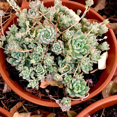 Echeveria Prolifica