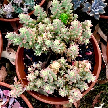 Sedum Rubrotinctum 'Aurora'