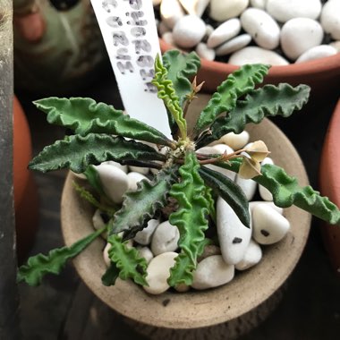 Euphorbia decaryi