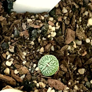 Conophytum Minimum Wittebergense