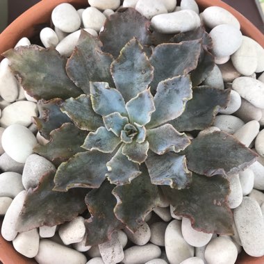 Echeveria Rippling Waters