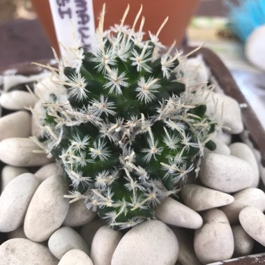 Mammillaria duwei