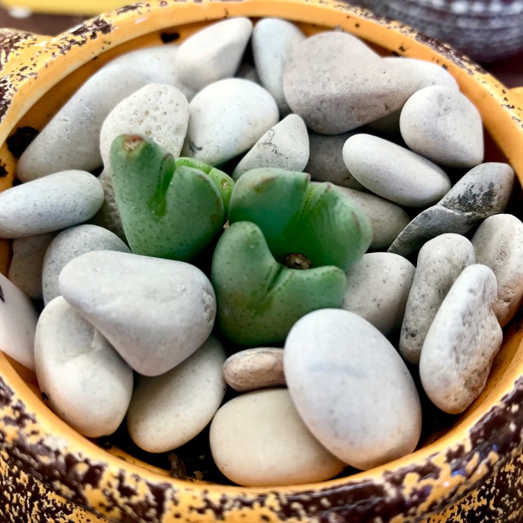 Plant image Conophytum bilobum syn. Derenbergia biloba, Mesembryanthemum bilobum