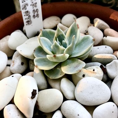 Echeveria Peacockii Variegata