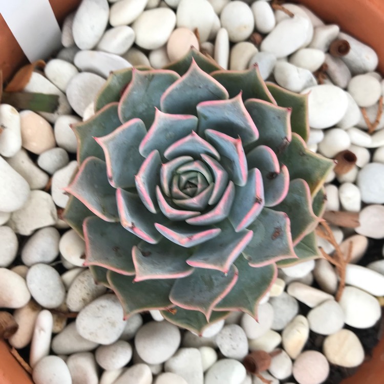 Plant image Echeveria Fiona's Choice 