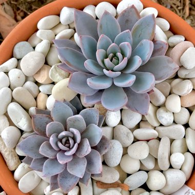 Graptopetalum Sugar Jelly