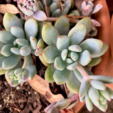 x Pachyveria Augusta