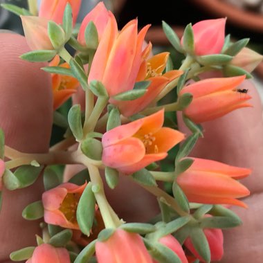 Echeveria Poltava