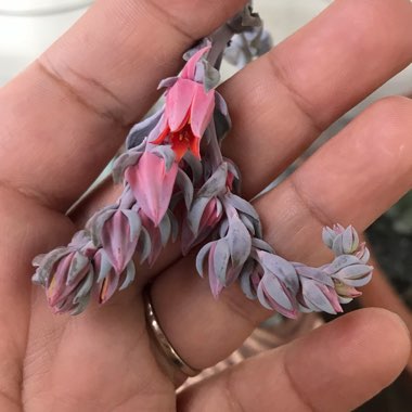 Echeveria Doppler