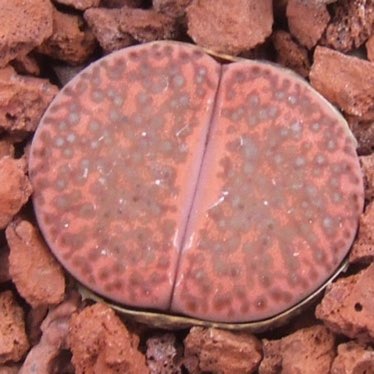 Lithops Bromfieldii v. Glaudinae C393