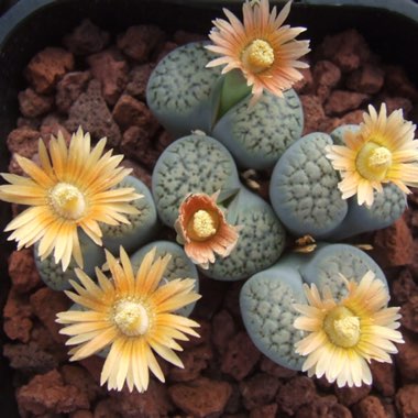 Lithops Verruculosa v. Verruculosa C178