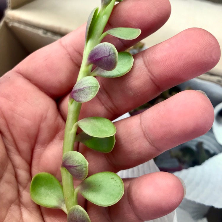 Plant image Senecio jacobsenii