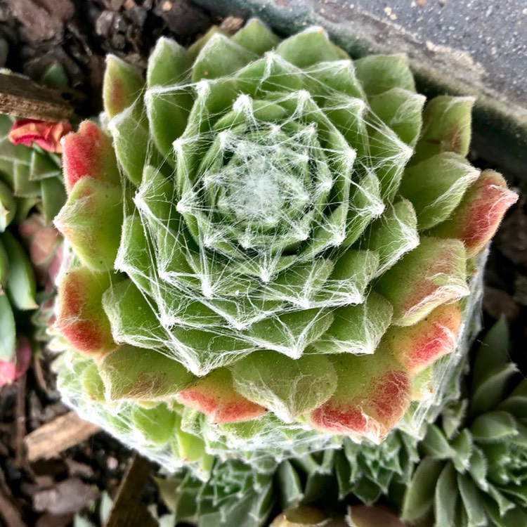 Plant image Sempervivum Arachnoideum Emily