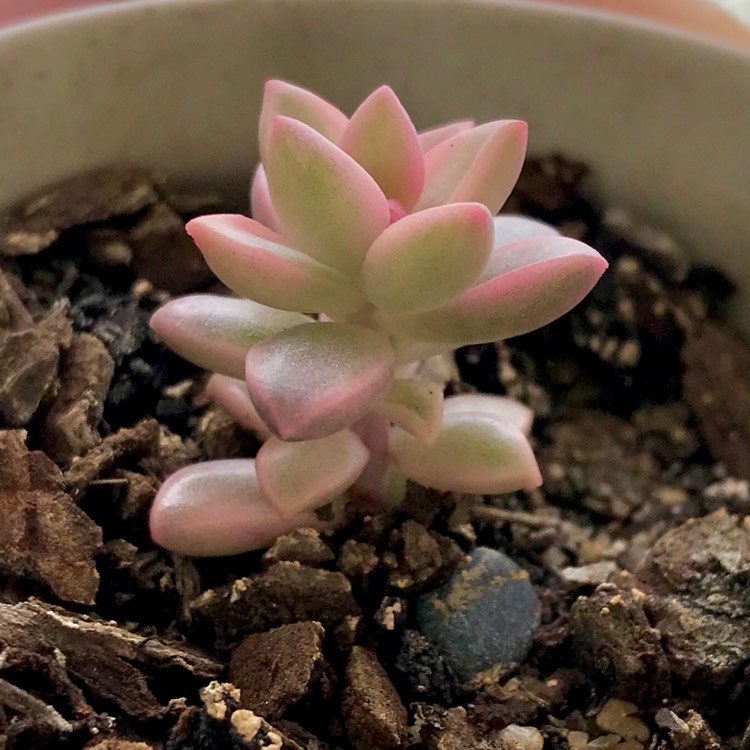 Plant image x Graptosedum Bronze Variegata