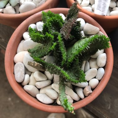 Euphorbia flanaganii 'Cristata'