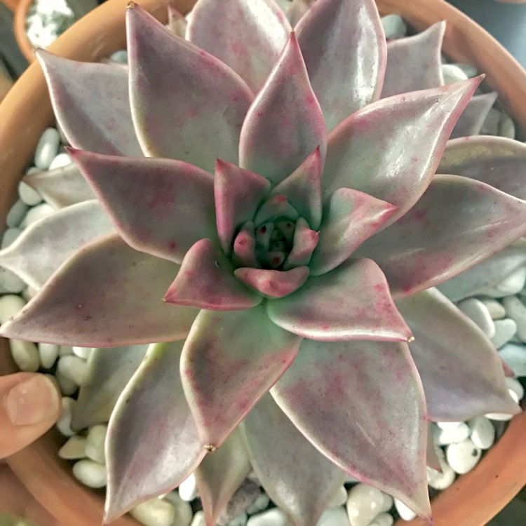 Plant image Echeveria Agavoides Romeo