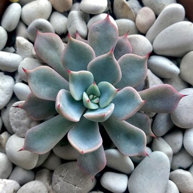 Echeveria Cuspidata Var. Zaragozae Pink Form