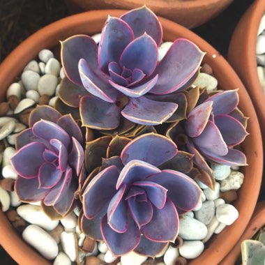 Echeveria Purple Pearl