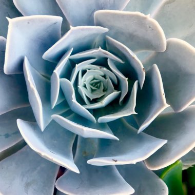 Echeveria