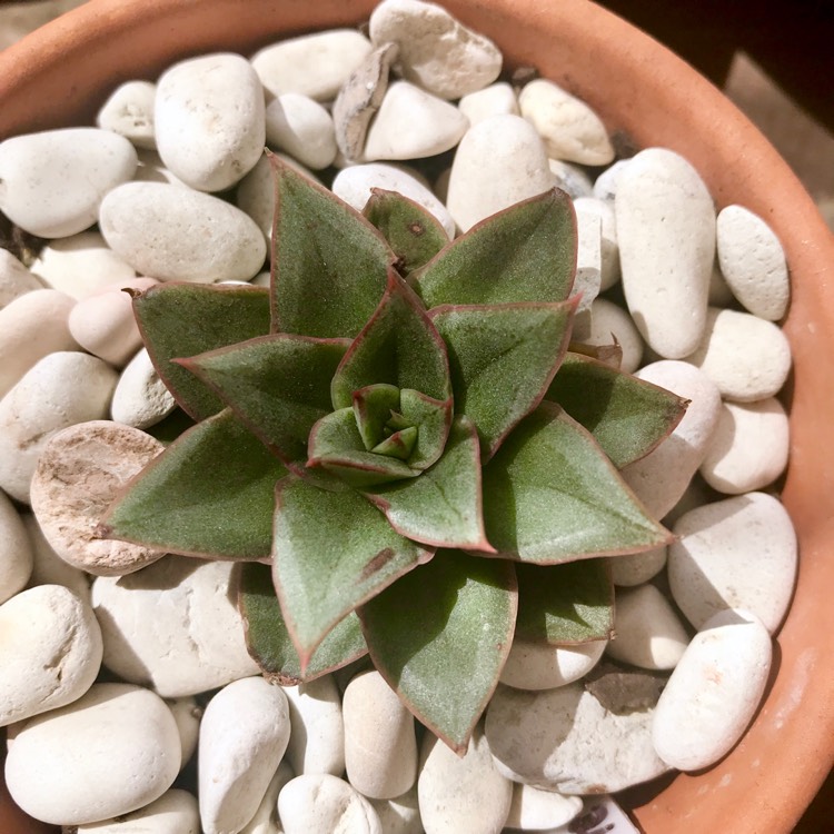 Plant image Echeveria Purpusorum White Form