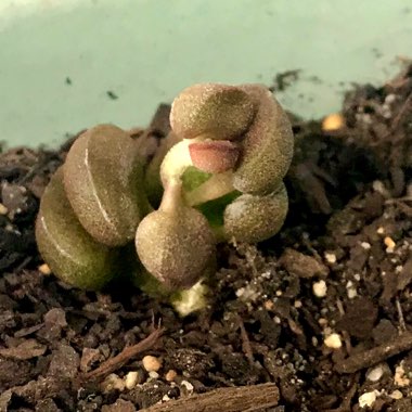 Adromischus 'Marianiae Little Spheroid'