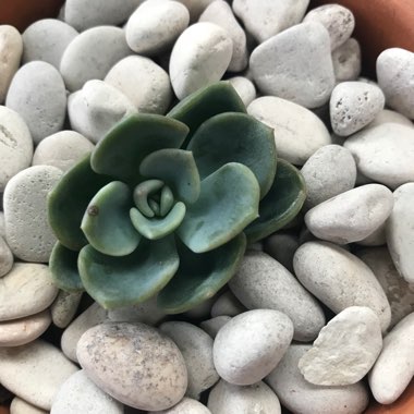 x Pachyveria Orpet