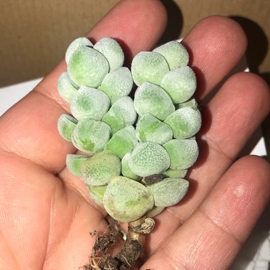 Crassula deceptor syn. Crassula deceptrix