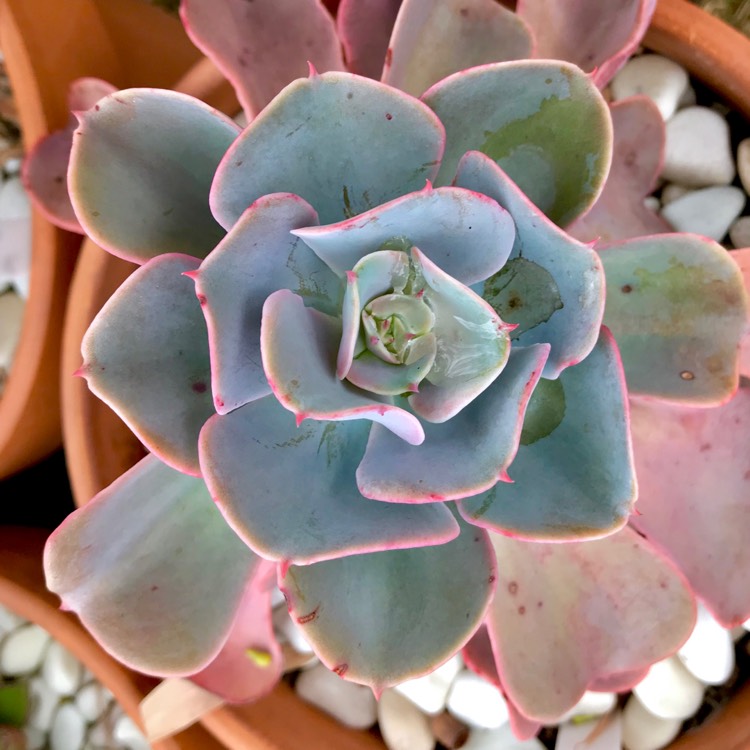 Plant image Echeveria Pink Edge