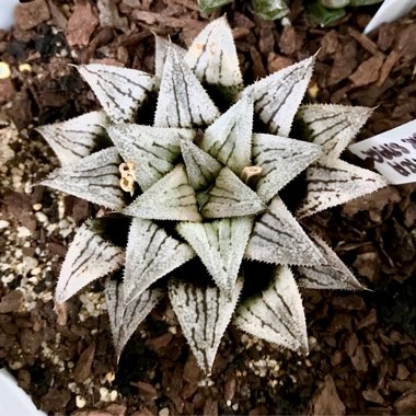 Haworthia 'Silver Kiwi'