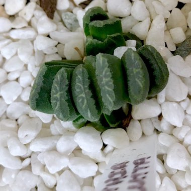 Haworthia truncata var. truncata