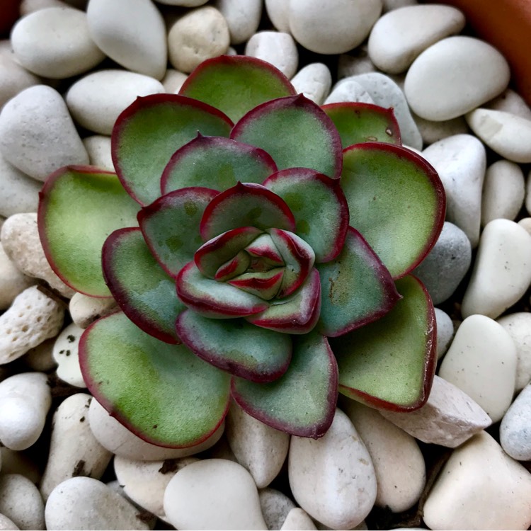 Plant image Echeveria Mexican