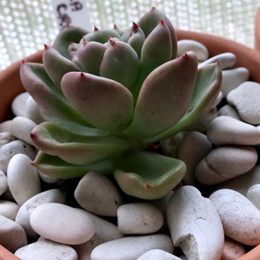 Echeveria Avocado Cream 