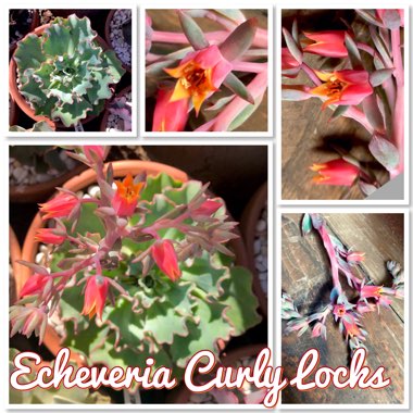 Echeveria Curly Locks