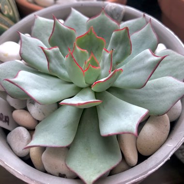 Echeveria Strictiflora