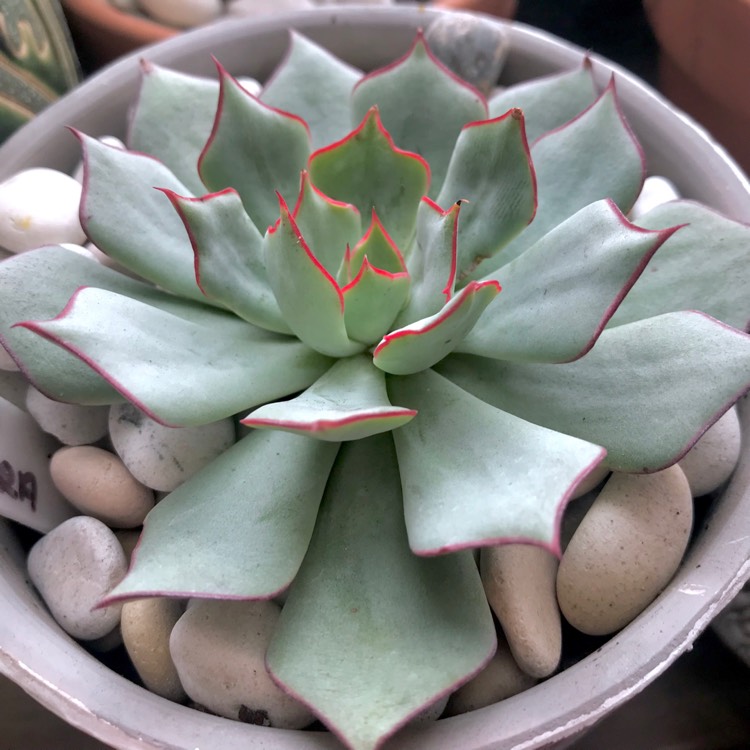 Plant image Echeveria Strictiflora