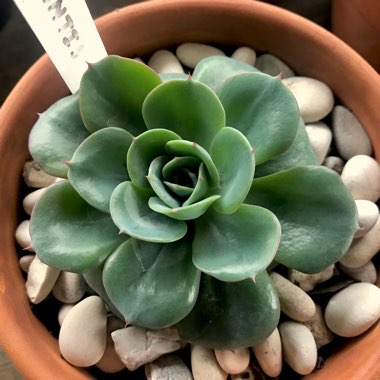 Echeveria Atlantis