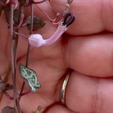 Ceropegia linearis subsp. Woodii