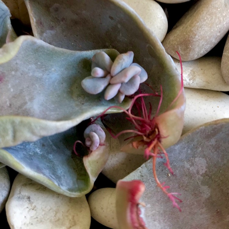 Plant image Echeveria Bambino