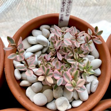 Crassula Volkensii f. Variegata