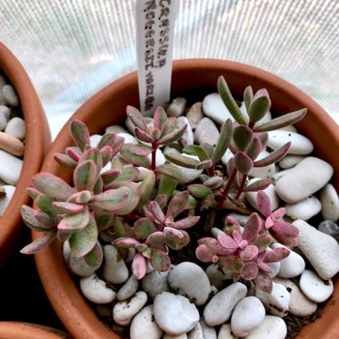 Crassula rogersii Variegated