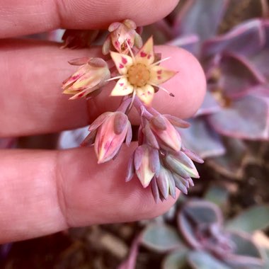 xGraptoveria Douglas Huth