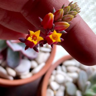 Echeveria Laurensis