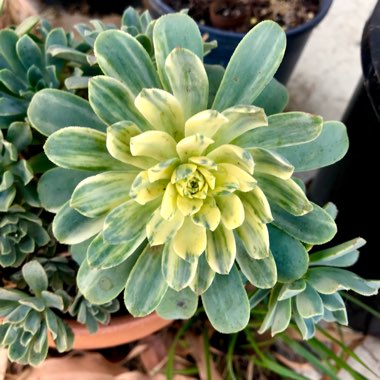 Aeonium Suncup