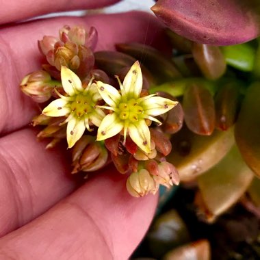 x Graptosedum Bronze