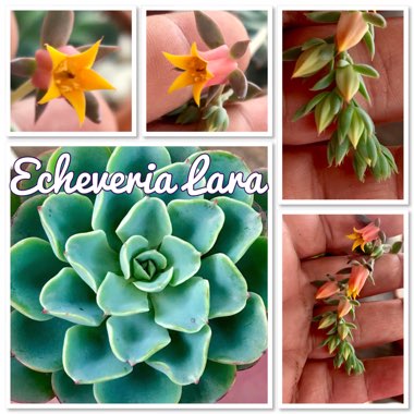 Echeveria Lara