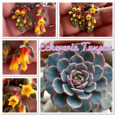 Echeveria Tuxpan